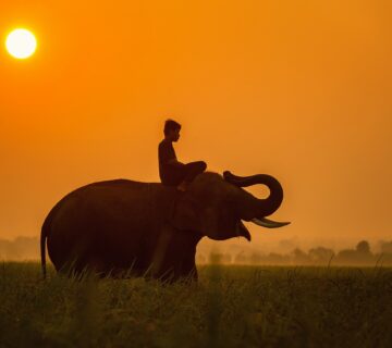 animals, asia, cambodia-1782436.jpg